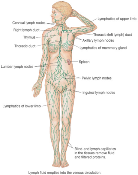 lymphaticsystem